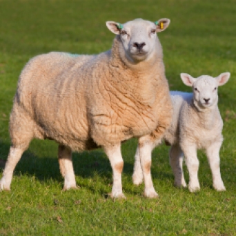 sheep lamb